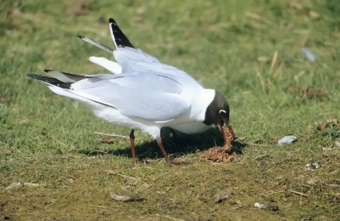 Framed Print : Black-headed Gull - Pair with regurgitated lugworms Framed Print : Black-headed Gull - Pair with regurgitated lugworms
