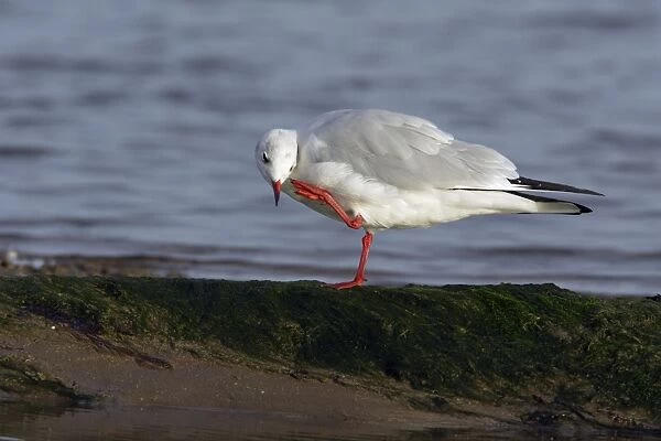 Black-headed Gull - scratching its head with its foot, Lindisfarne National Nature Reserve, autumn, England