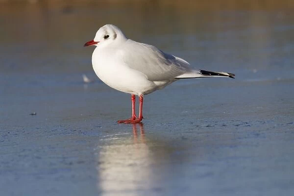 Black-headed Gull - Single adult bird in winter plumage standing on ice covered lake surface. England, UK