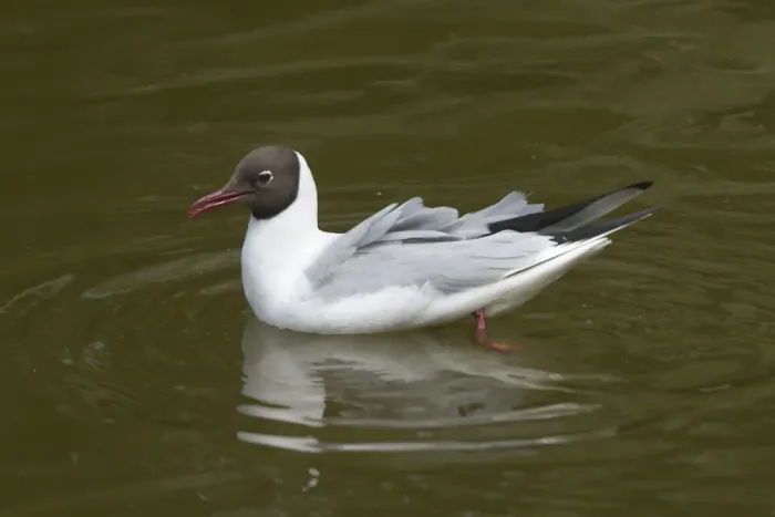 Framed Print : Black-headed Gull swimming. In the Het Zwin Wetlands, near Knokke, Belgium Framed Print : Black-headed Gull swimming. In the Het Zwin Wetlands, near Knokke, Belgium