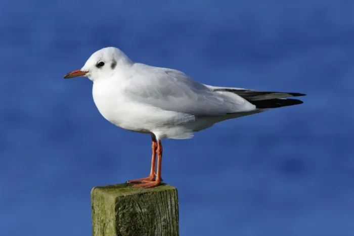 Framed Print : Black-headed Gull - with winter plumage, sitting on post, Northumberland, UK