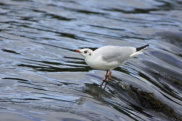 Black-headed Gull - with winter plumage, drinking from river. Northumberland, UK