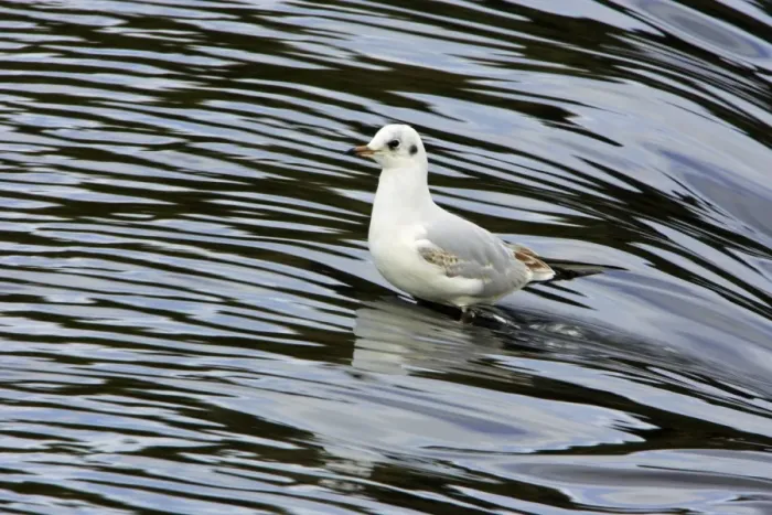 Framed Print : Black-headed Gull - with winter plumage, sitting in river. Northumberland, UK Framed Print : Black-headed Gull - with winter plumage, sitting in river. Northumberland, UK