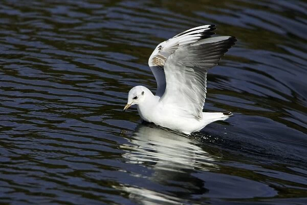 Black-headed Gull - with winter plumage, landing on river. Northumberland, UK