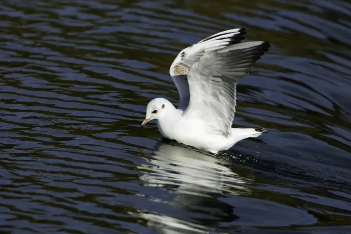 Framed Print : Black-headed Gull - with winter plumage, landing on river. Northumberland, UK Framed Print : Black-headed Gull - with winter plumage, landing on river. Northumberland, UK