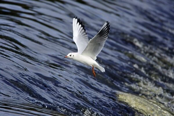 Black-headed Gull - with winter plumage, flying over river weir. Northumberland, UK