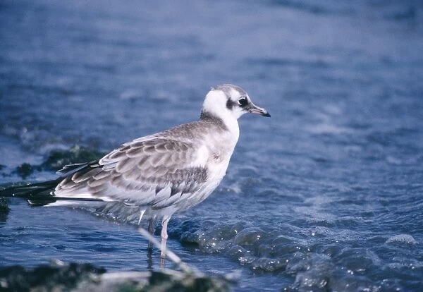 Black-headed Gull - young at water's edge