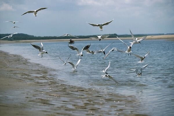 Black-headed Gulls - in flight over water & beach
