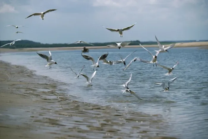 Framed Print : Black-headed Gulls - in flight over water & beach Framed Print : Black-headed Gulls - in flight over water & beach