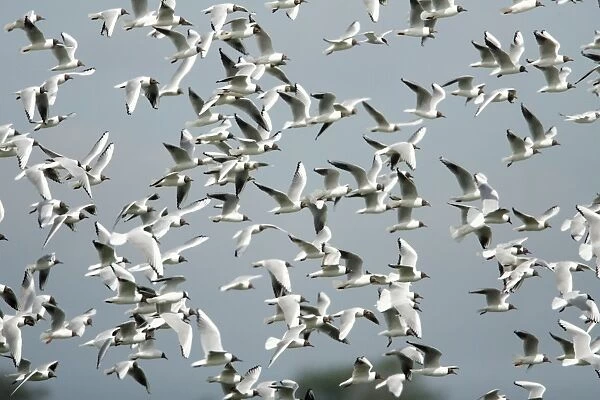 Black- headed Gulls - flock flying over nesting colony, Island of Texel, Holland