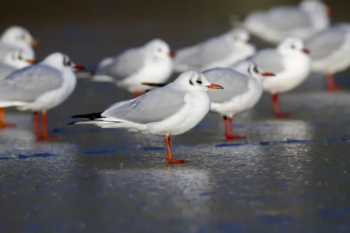 Framed Print : Black Headed Gulls - in winter plumage - on ice - UK Framed Print : Black Headed Gulls - in winter plumage - on ice - UK