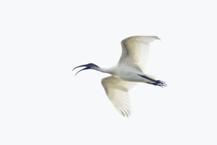 Framed Print : Black-Headed Ibis - in flight - Keoladeo Ghana National Park - Bharatpur - Rajasthan - India BI018059 Framed Print : Black-Headed Ibis - in flight - Keoladeo Ghana National Park - Bharatpur - Rajasthan - India BI018059