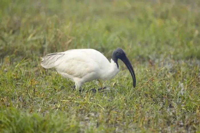 Framed Print : Black-Headed Ibis - Keoladeo Ghana National Park - Bharatpur - Rajasthan - India BI018072