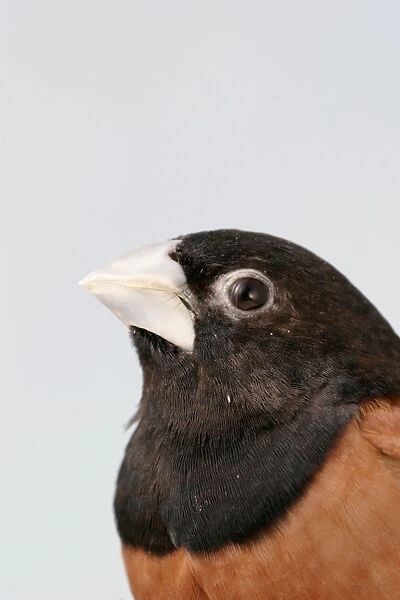 Black Headed Nun - Close up of head side view, captive cage bird Bedfordshire, UK