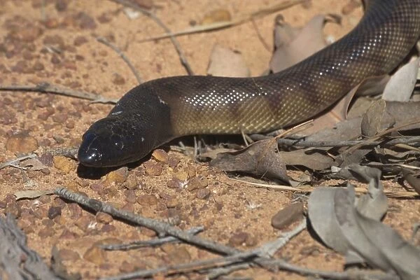 Black-headed Python Photographed near the Kalumburu Rd, Kimberleys, Western Australia. An inhabitant of drier regions of northern Australia, in seasonally arid selerophyll forests and rocky hills