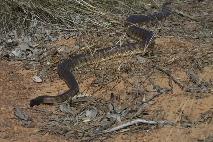 Framed Print : Black-headed Python. Photographed near the Kalumburu Rd, Kimberleys, Western Australia. An inhabitant of drier regions of northern Australia, in seasonally arid selerophyll forests and rocky hills