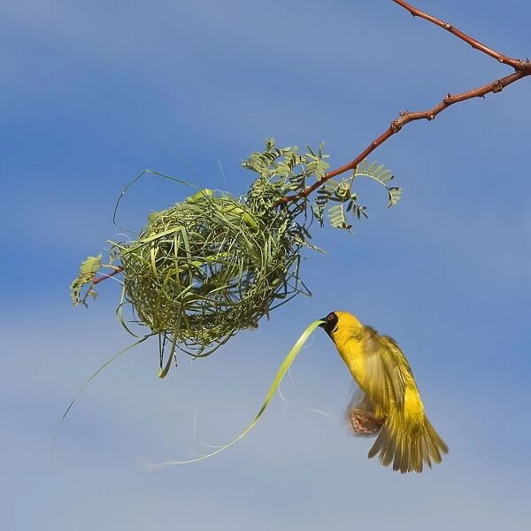 Black-headed  /  Spotted-backed  /  Village Weaver - in flight building nest
