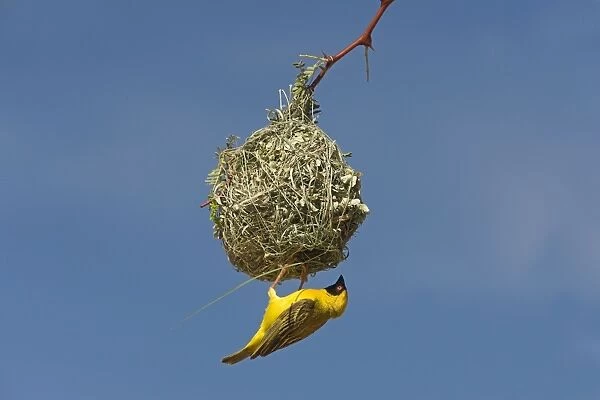 Black-headed  /  Spotted-backed  /  Village Weaver - building nest