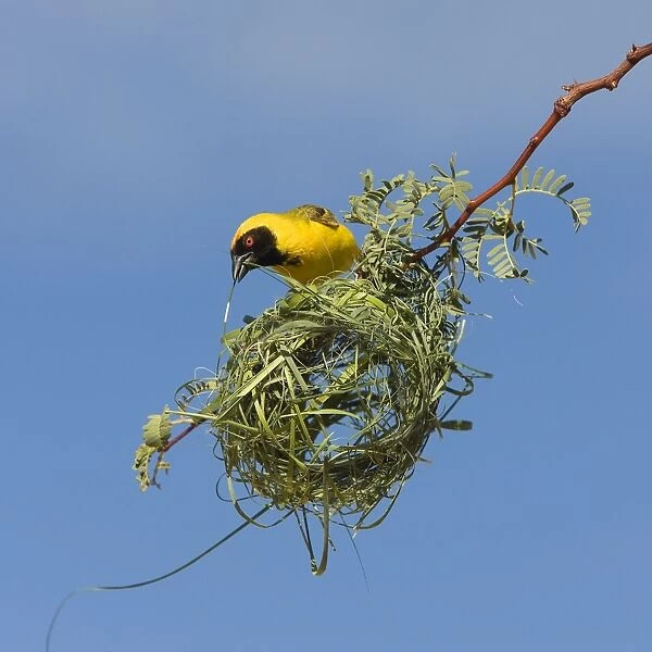 Black-headed  /  Spotted-backed  /  Village Weaver - building nest