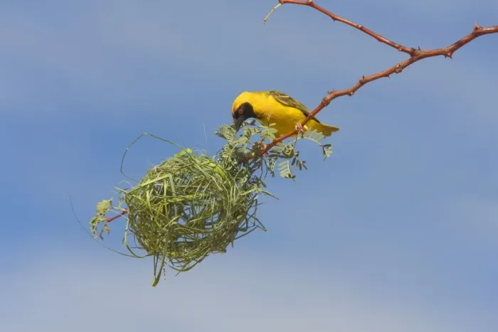 Framed Print : Black-headed / Spotted-backed / Village Weaver - building nest Framed Print : Black-headed / Spotted-backed / Village Weaver - building nest