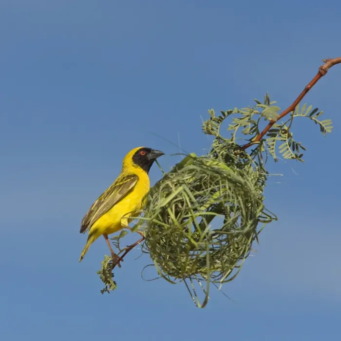 Framed Print : Black-headed / Spotted-backed / Village Weaver - building nest Framed Print : Black-headed / Spotted-backed / Village Weaver - building nest