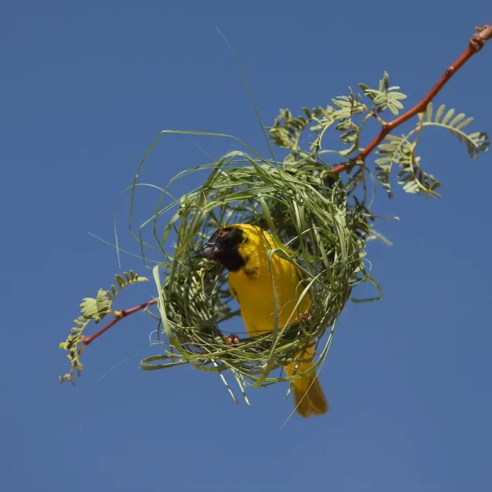 Framed Print : Black-headed / Spotted-backed / Village Weaver - at nest Framed Print : Black-headed / Spotted-backed / Village Weaver - at nest