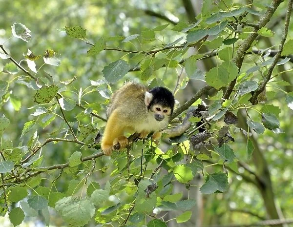 Black-headed Squirrel Monkey - forests of northern South America