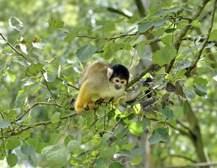 Framed Print : Black-headed Squirrel Monkey - forests of northern South America Framed Print : Black-headed Squirrel Monkey - forests of northern South America