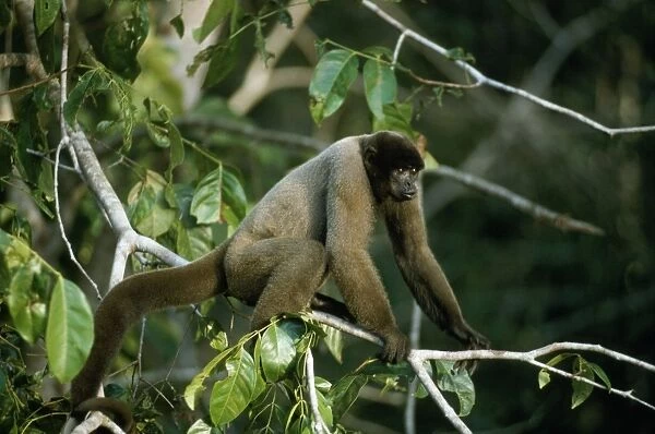 Black-headed Woolly Monkey - female displaying about to shake branches Amazonia, Brazil