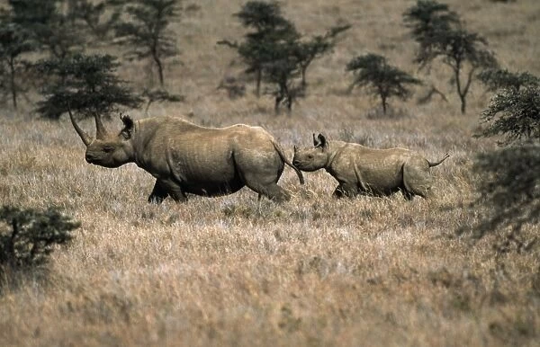 Black  /  Hooked-lipped Rhinoceros - adult and young Kenya, Africa