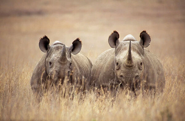 Black  /  Hooked-lipped Rhinoceros - two in long grass