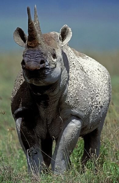 Black  /  Hooked-lipped Rhinoceros Ngorrongoro Crater, Tanzania, Africa