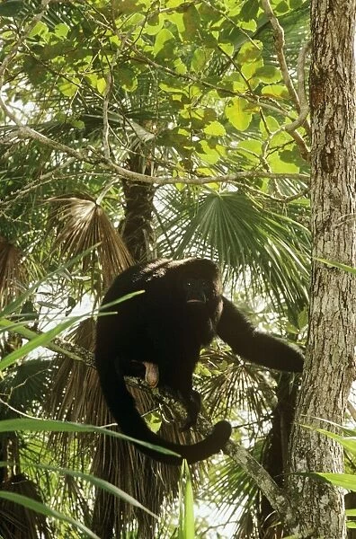 Black Howler Monkey Central America