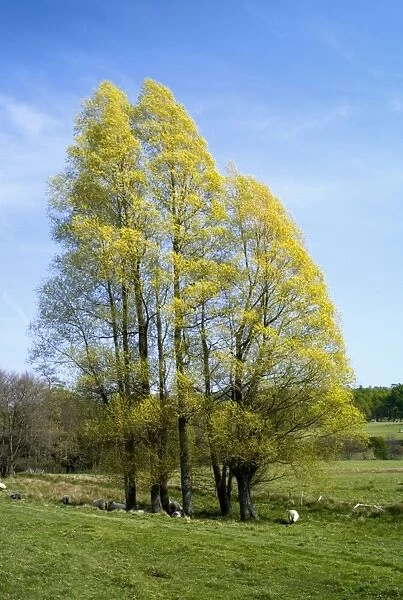 Black Italian Poplars. These majestic trees with golden leaf cover were seen on one of the walks in the Kentish countryside May