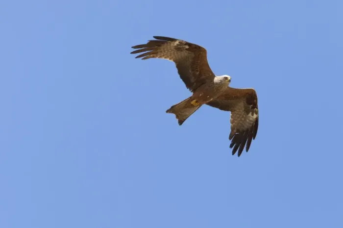 Framed Print : Black Kite - adult in flight - Southern Spain Framed Print : Black Kite - adult in flight - Southern Spain