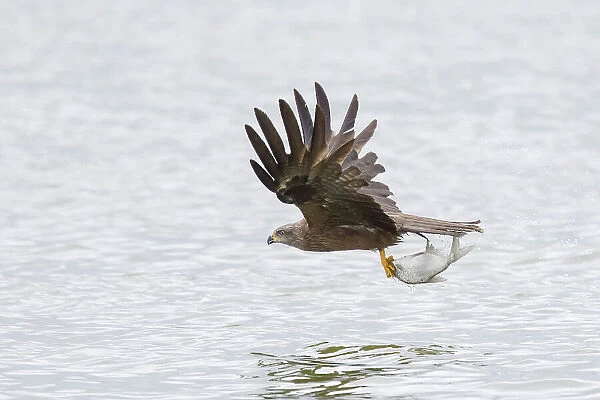 Black Kite - adulte kite catching a fish - Germany Date: 15-07-2022