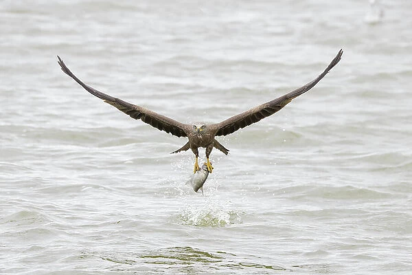 Black Kite - adulte kite catching a fish - Germany Date: 09-07-2022