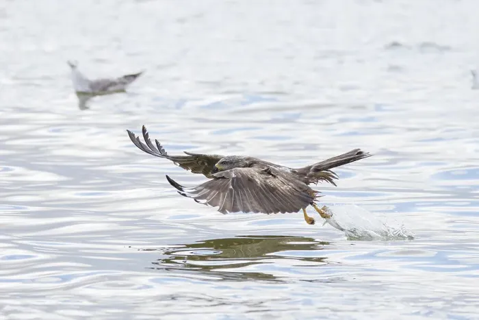 Framed Print : Black Kite - adulte kite catching a fish - Germany Date: 15-07-2022 Framed Print : Black Kite - adulte kite catching a fish - Germany Date: 15-07-2022