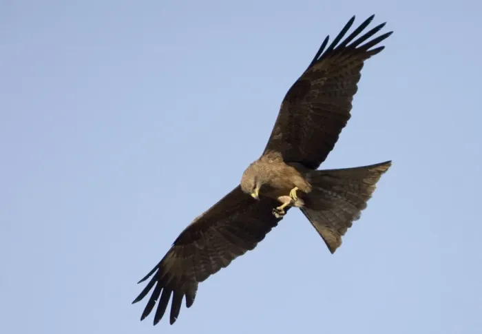 Framed Print : Black Kite eating while in flight Common throughout northern Australia, in a wide variety of habitats but nomadic in the south. At Munkayarra Wetland near Derby, Kimberley, Western Australia Framed Print : Black Kite eating while in flight Common throughout northern Australia, in a wide variety of habitats but nomadic in the south. At Munkayarra Wetland near Derby, Kimberley, Western Australia