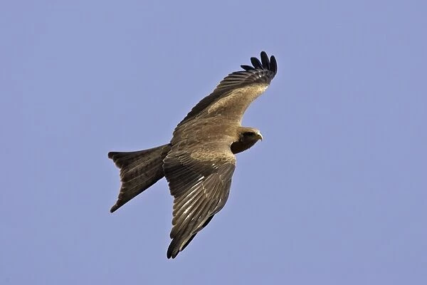 Black Kite - in flight