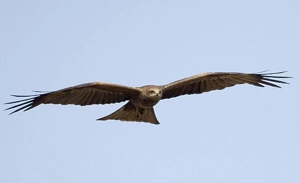 Black Kite in flight Common throughout northern Australia, in a wide variety of habitats but nomadic in the south. At Munkayarra Wetland near Derby, Kimberley, Western Australia