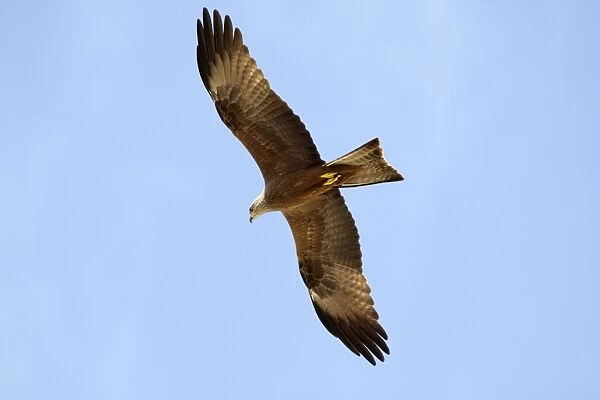 Black Kite - in flight, Extremadura, Spain