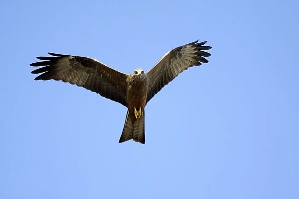 Black Kite - in flight, Extremadura, Spain