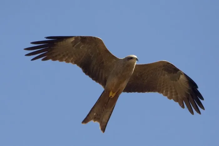 Framed Print : Black Kite - In flight above mangroves at Broome, Western Australia Framed Print : Black Kite - In flight above mangroves at Broome, Western Australia