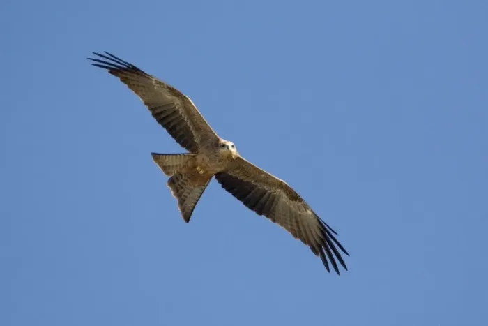 Framed Print : Black Kite - In flight above mangroves at Broome Western Australia