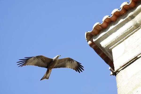Black Kite - in flight, searching for domestic pigeon chicks in nests on church roof, Alcantra, Extremadura, Spain