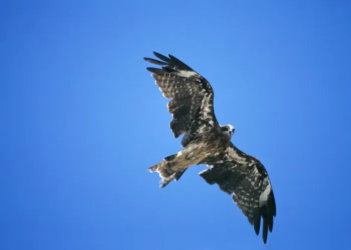 Framed Print : Black Kite (in moult) PC 148 Flight © Piers Cavendish / ARDEA LONDON Framed Print : Black Kite (in moult) PC 148 Flight © Piers Cavendish / ARDEA LONDON