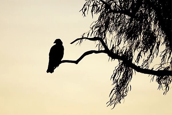 Black Kite - silhouette of bird at dusk