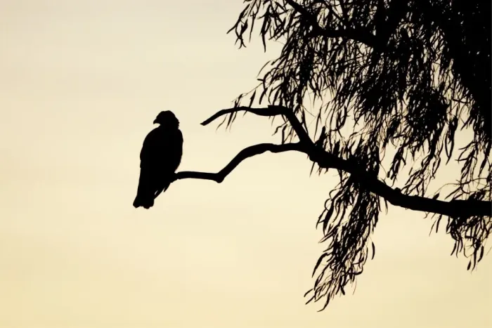 Framed Print : Black Kite - silhouette of bird at dusk - Queensland - Australia Framed Print : Black Kite - silhouette of bird at dusk - Queensland - Australia
