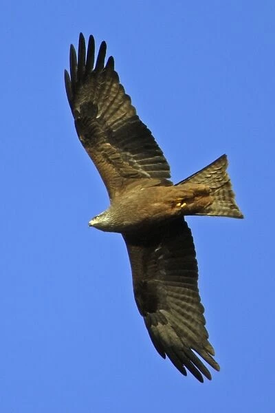 Black Kite - Soaring above nesting territory, april. Lower Saxony, Germany